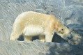 zoo praha 1 zoo praha 1